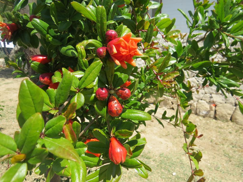 Camping Fiori Di Ното Екстериор снимка